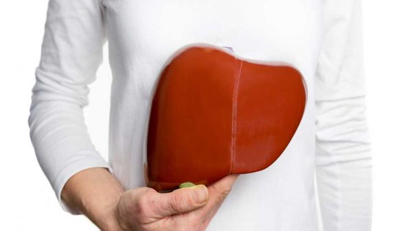 person holding liver model