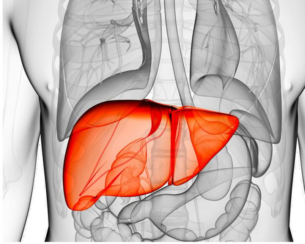 human liver inside the body