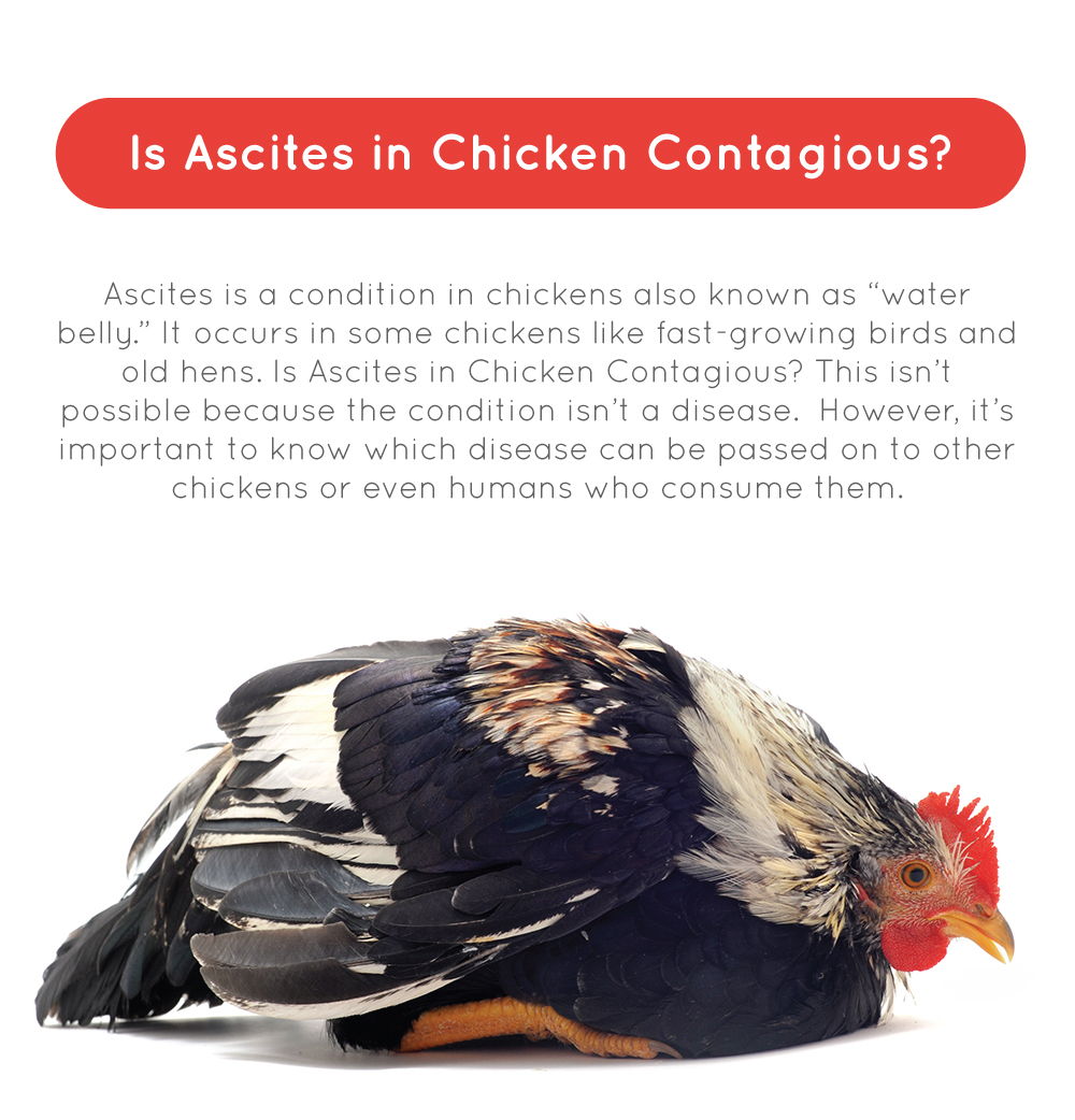 Is Ascites In Chickens Contagious?