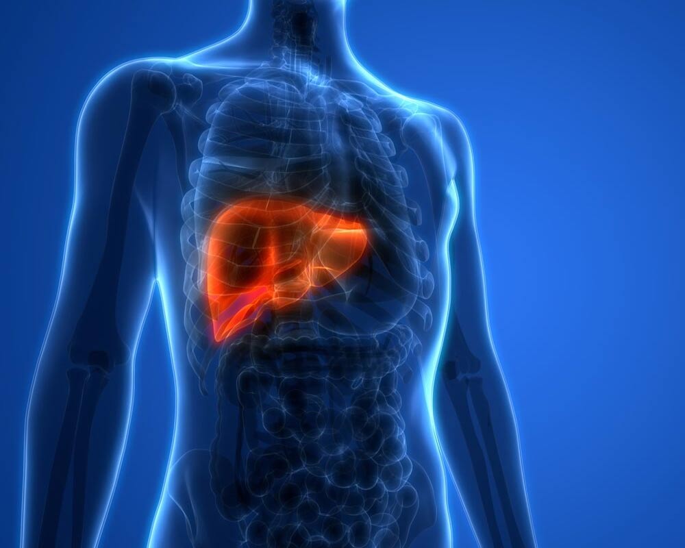 liver inside a human body
