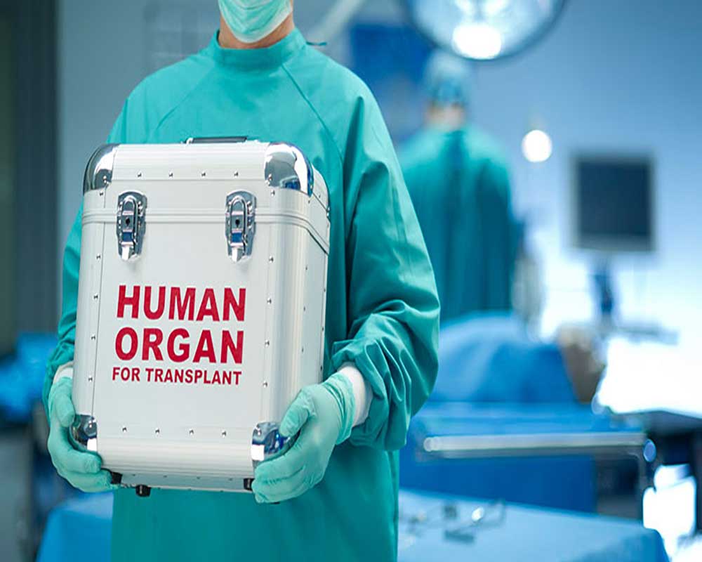 Doctor holding a storage box for organ transplant