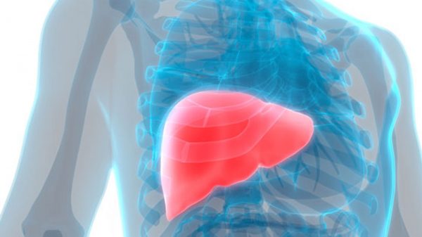 liver inside a transpareny human body