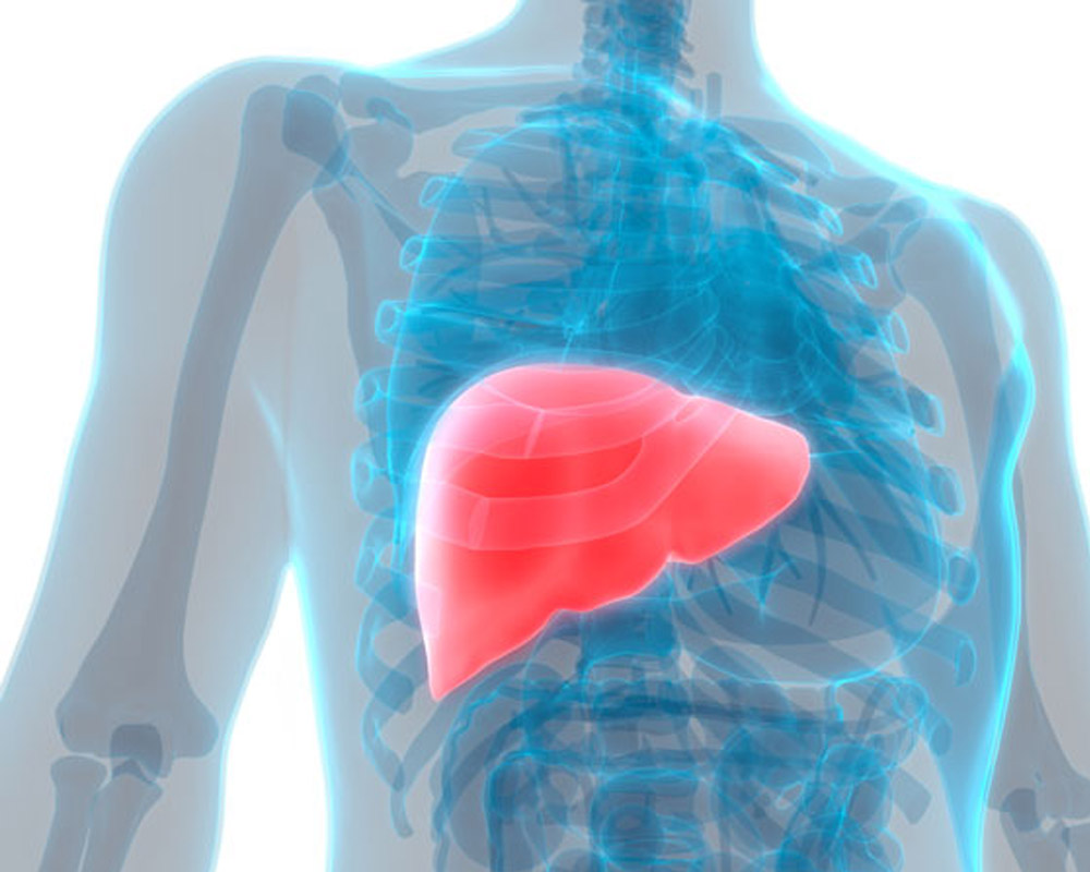 liver inside a transpareny human body