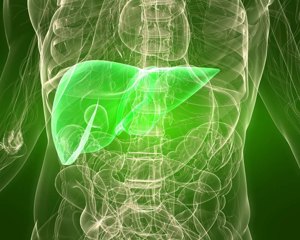 Human green liver
