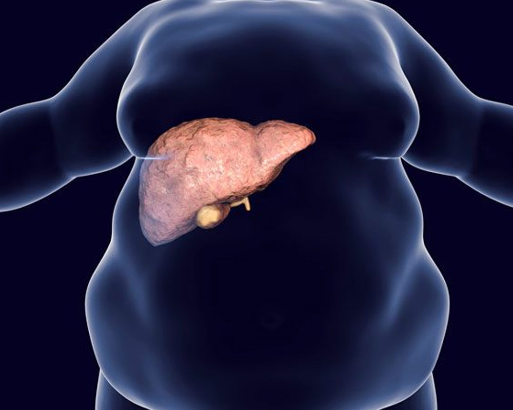 liver inside a transparent fat human body