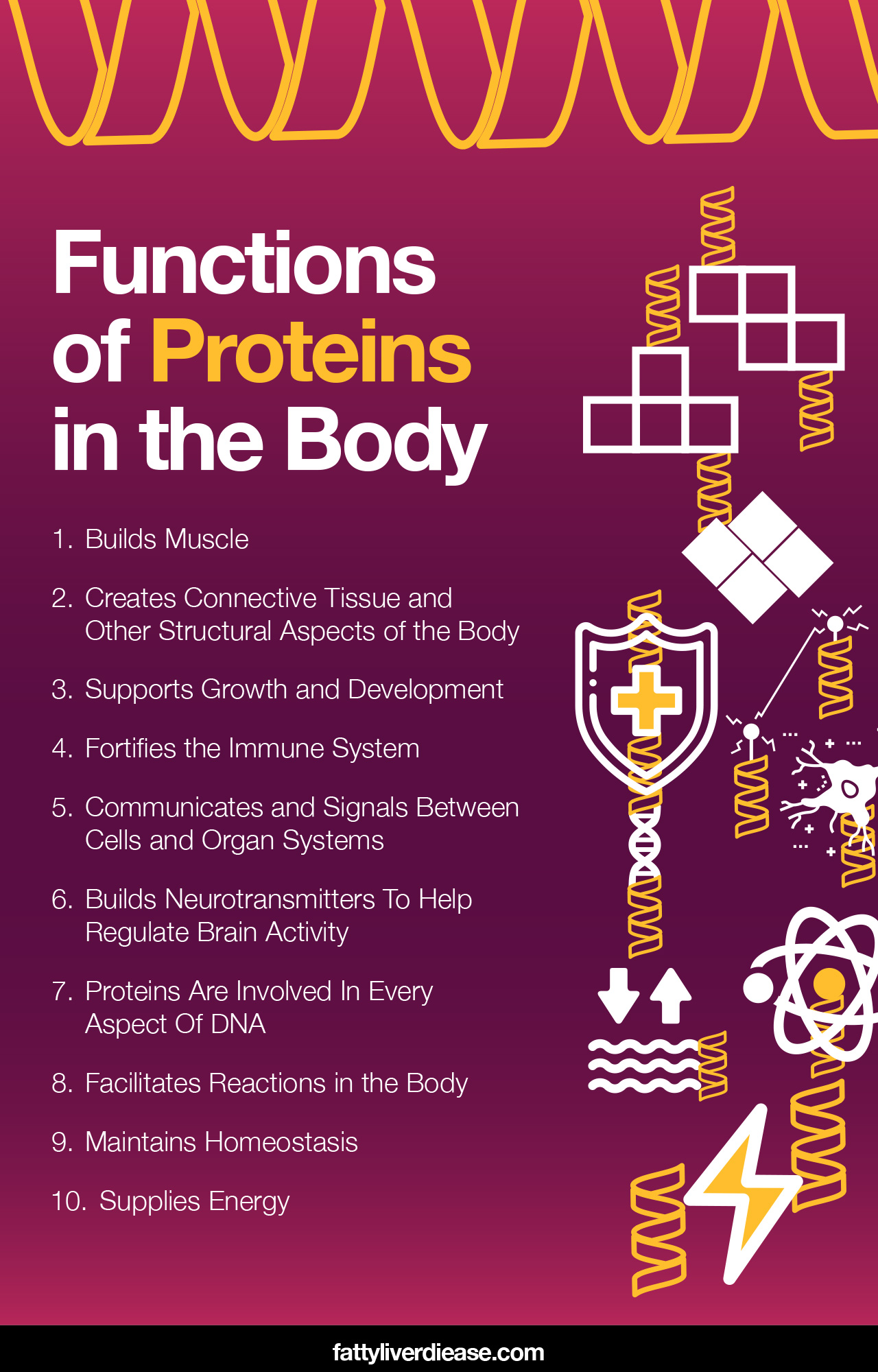 Functions of Protein