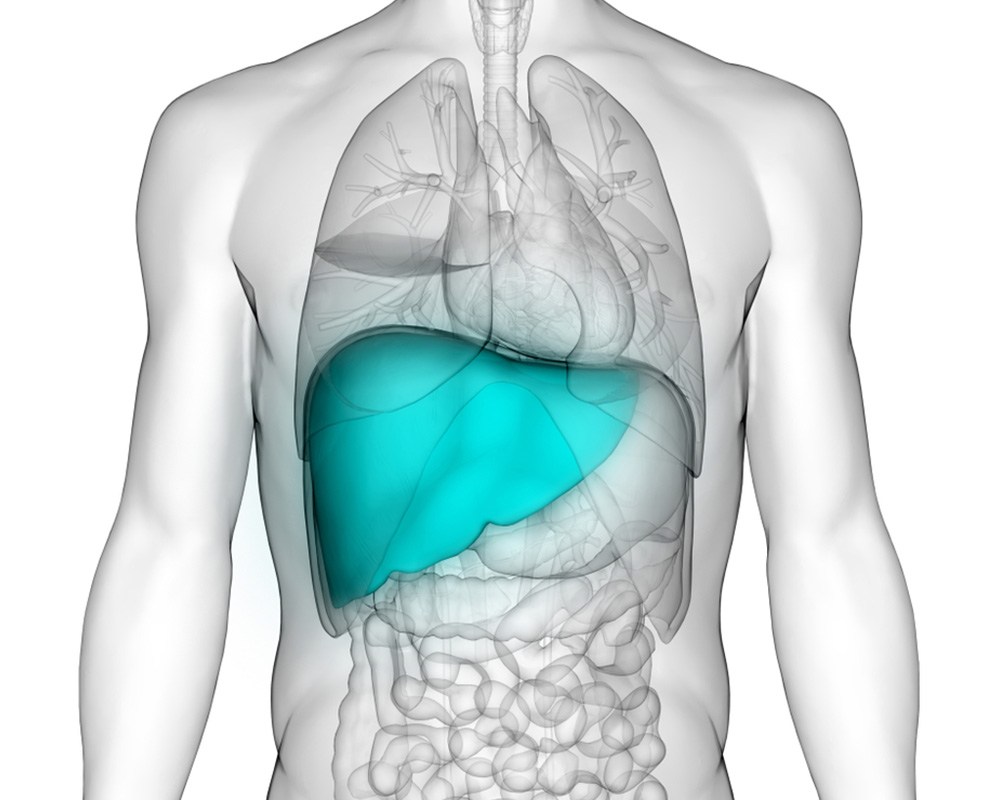 Do You Have A Normal Liver Size Fatty Liver Disease