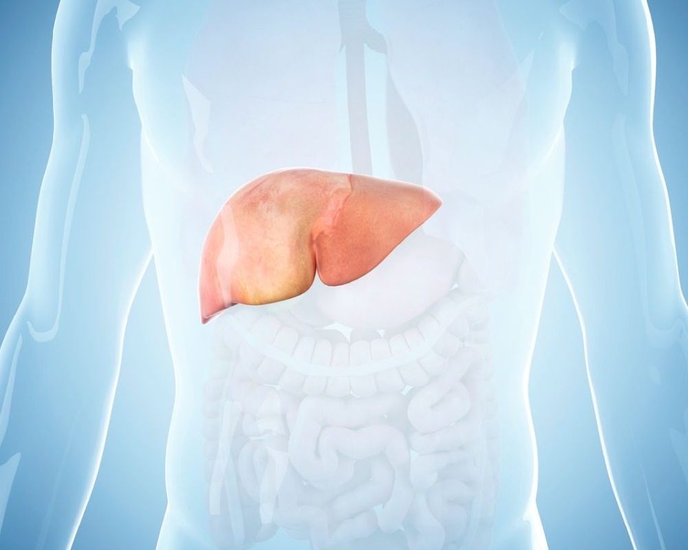 Reverse fatty liver damage